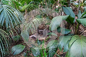 Vallee de Mai on Seychelles island Praslin