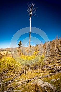 Valles Caldera National Preserve near Los Alamos in New Mexico, USA