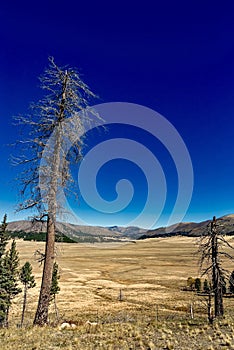 Valles Caldera National Preserve near Los Alamos in New Mexico, USA