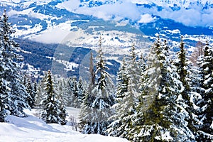 Valley behind snow covered fir forest French Alps