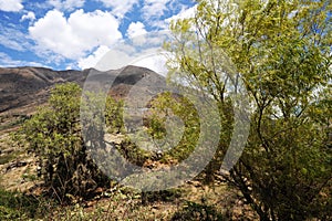 Valley with bushes and trees captus mountains yunga fuvial Peru photo