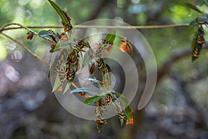 Valley of the Butterflies. A unique nature reserve on the island of Rhodes