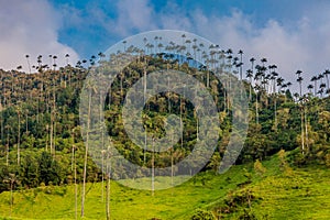 Valley Cocora Salento El Bosque de Las Palmas Quindio Colombia