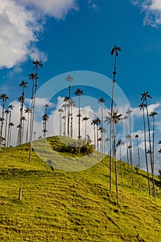 Valley Cocora Salento El Bosque de Las Palmas Quindio Colombia