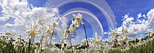 Valley of daffodils, Hust