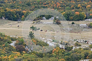 Valley in fall with horses running.