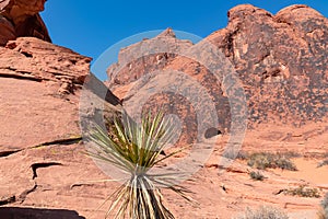 Valley of Fire - Close up view of Yucca tree next to Atlatl rock in Valley of Fire State Park in Mojave desert, Nevada, USA