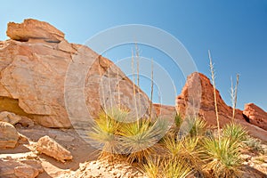 Valley of Fire landscape
