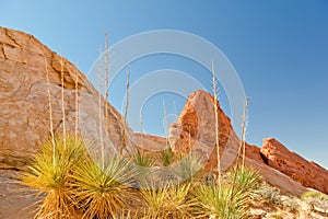 Valley of Fire Nevada