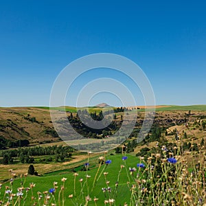 Valley Flora with Steptoe Butte in Distance