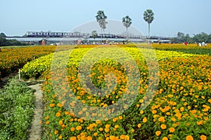 the valley of flower at west bengal