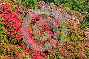 The valley of flowered rhodondendros in the nature reserve of the Burcina park in Pollone/Biella/Piedmont/Italy