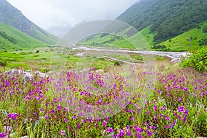 Valley of flowers , india