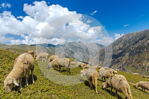 Valley of flowers at Kashmir great lakes trek in Sonamarg town, India