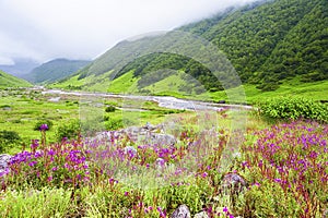 Valley of Flowers, uttarakhand india