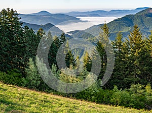 Valley Fog and Fir Trees in Western Oregon