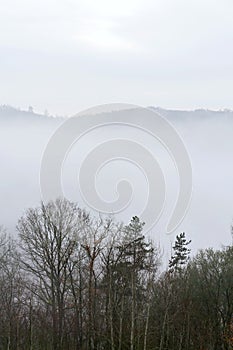 Valley with forest hiding in fog, autumn or winter foggy morning