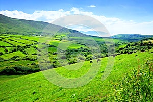 Valley of green fields in the countryside of Ireland. Dingle peninsula, County Kerry.