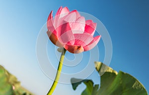Růžový květina, voda voda lilie údolí z lotosy ústí 