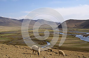 Valley in mongolia with sheep