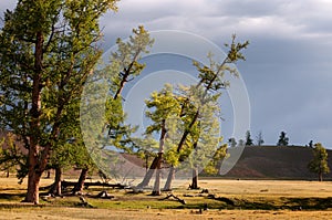 Valley in north Mongolia