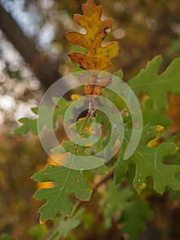 Valley oak leaves close up starting to fade fall