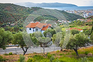 Valley with olive grove in Balkans. Landscape of southern Albania plantation of olive trees on a sunny day