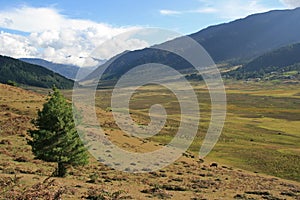 The valley of Phojika - Bhutan photo
