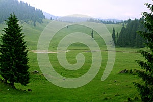 Valley with pine trees in the mountains