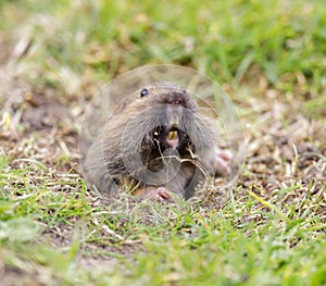 Valley Pocket Gopher Thomomys bottae emerging from the burrow.