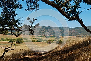 Valley at Santa Ysabel