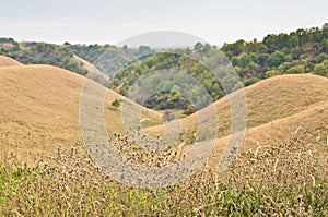 Valley between small hills covered with yellow grass