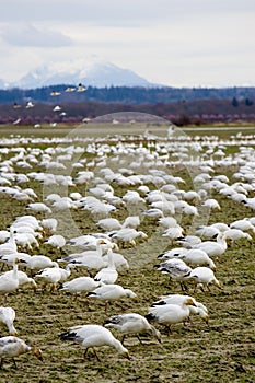 Valley of Snow Geese