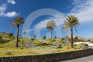 Valley of a Thousand Palms, Lanzarote, Spain