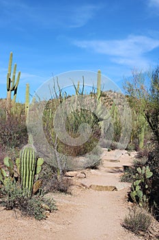 The Valley View Overlook Trail leading through a desert landscape with a variety of cacti, Ocotillo and scrub brush in Arizona