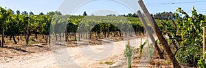 A valley of vineyard. Dirt road