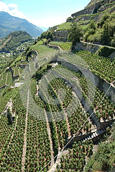 The Valley of Wallis is Switzerlands biggest wine producer