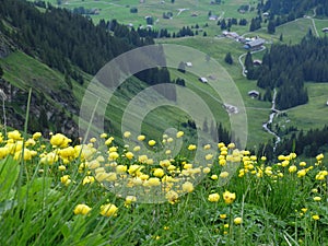 Valley, yellow flowers and green photo