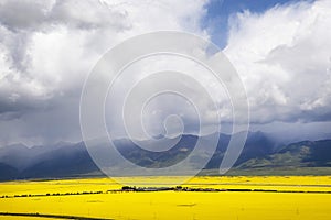 Valley of yellow flowers