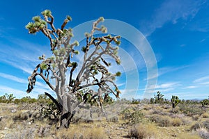 Valley Yucca Joshua Tree
