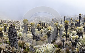 Valleys of frailejones in the paramo of highlands of Anzoategui C