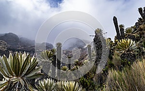 Valleys of frailejones in the paramo of highlands of Anzoategui D