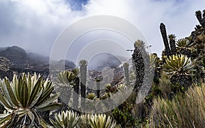 Valleys of frailejones in the paramo of highlands of Anzoategui D photo
