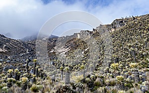 Valleys of frailejones in the paramo of highlands of Anzoategui E