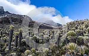 Valleys of frailejones in the paramo of highlands of Anzoategui G photo