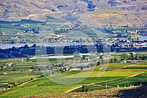 Vally full of Orchard, Fruit Garden In Okanagan Valley, Kelowna, British Columbia