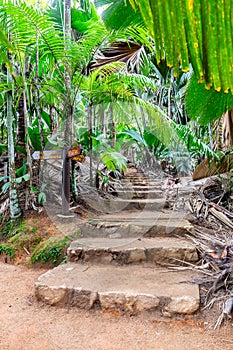 VallÃ©e de Mai Nature Reserve, Praslin Island, Seychelles.