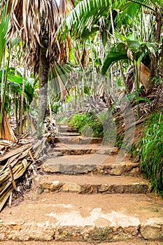 VallÃ©e de Mai Nature Reserve, stone steps trail through ancient rainforest, Praslin, Seychelles.