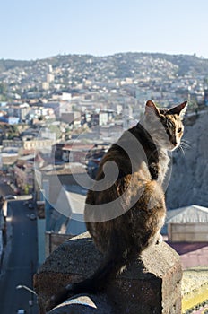 VALPARAISO, CHILE, 24 JANUARY 2016: street cat sitting at the co