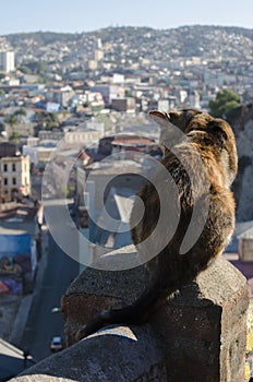 VALPARAISO, CHILE, 24 JANUARY 2016: street cat sitting at the co